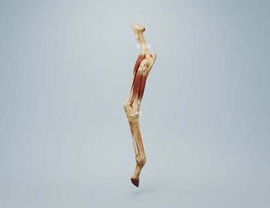 Canine skull from the side