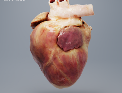 Canine skull from the side