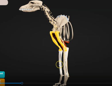 Canine skull from the side