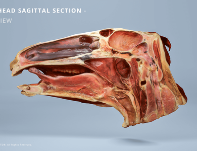 Canine skull from the side
