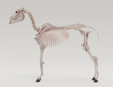 Canine skull from the side