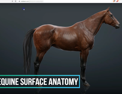 Canine skull from the side