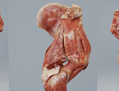 Canine skull from the side