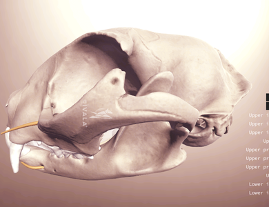 Canine skull from the side