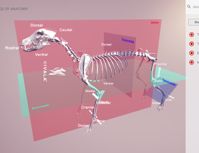 Canine skull from the side