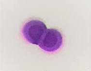 Cytology basics