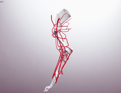 Canine skull from the side