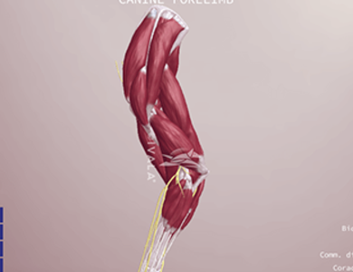 Canine skull from the side