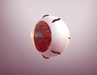 Canine skull from the side