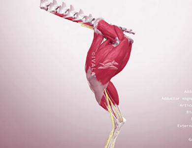 Canine skull from the side