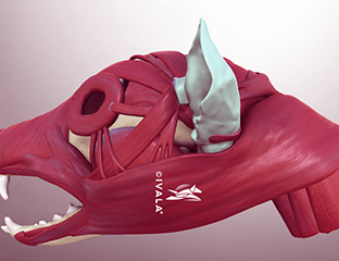 Canine skull from the side