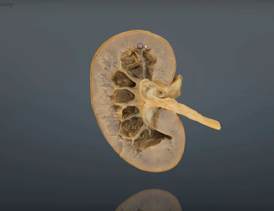 Canine skull from the side