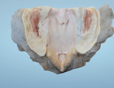 Canine skull from the side