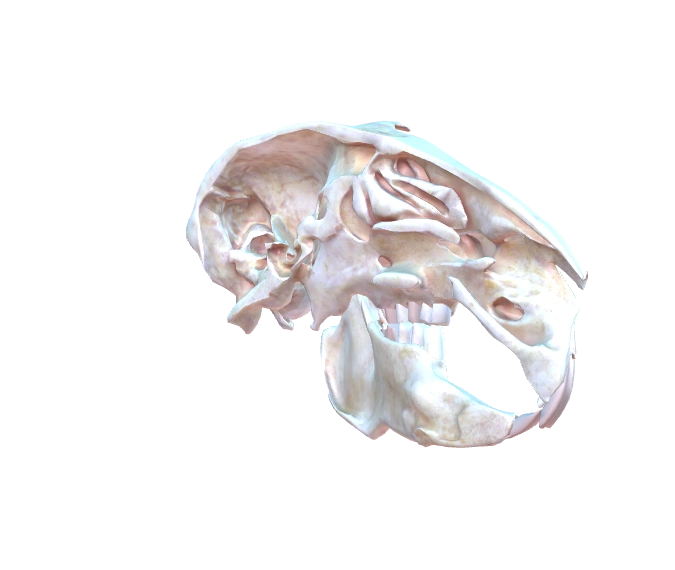 3D rabbit skull