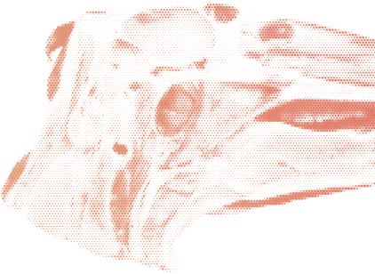 Equine head section