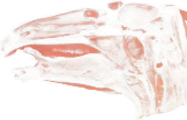 Equine head section