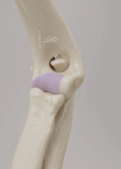 Trochlea of humerus