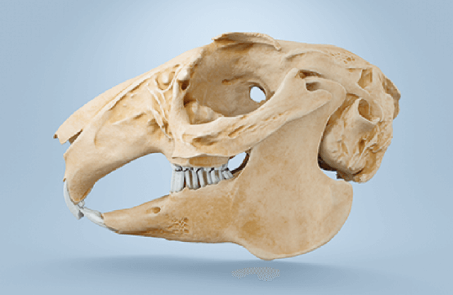 Feline skull
